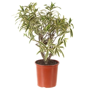 Драцена «Сонг оф Индия» 27x95 см 18475418 STLM-2030964