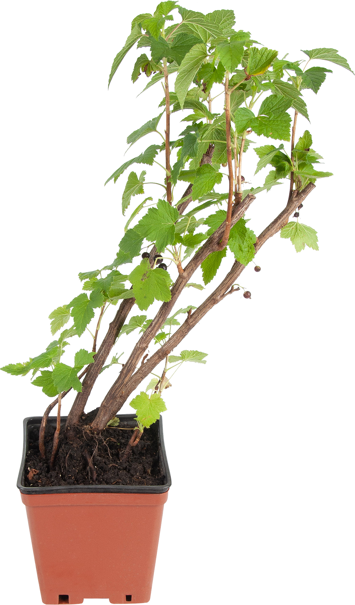 Саженец смородины чёрной Ядреная h40 Santreyd 81954950 STLM-0015237