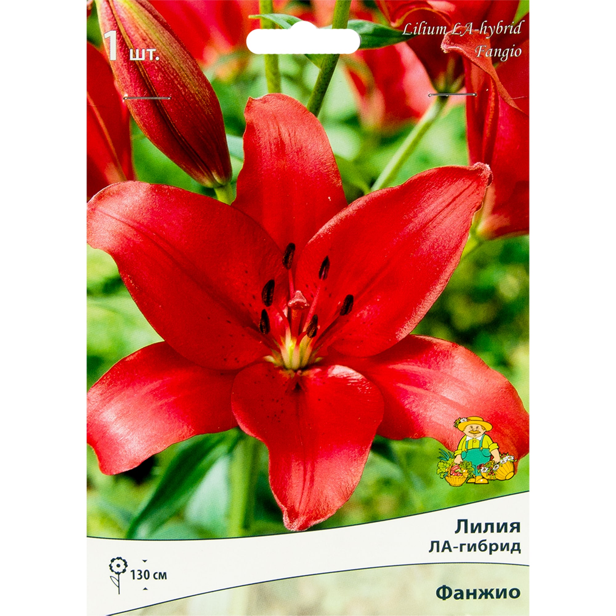 82319566 Лилия ЛА-гибрид «Фанжио», размер луковицы 14/16 Santreyd 