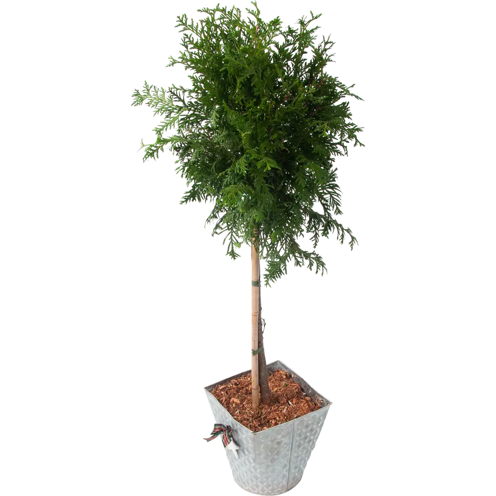 Туя на штамбе в искусственном снегу С4 80 см 82484197 STLM-2151737 Santreyd 