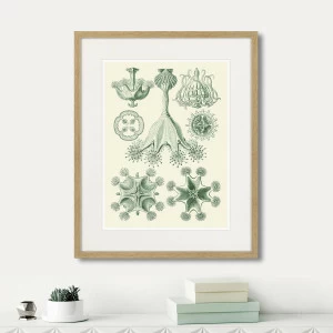 Литография на тонированной бумаге 52х42 см Art forms of nature №5 (part 1), 1897г. КАРТИНЫ В КВАРТИРУ  264457 Белый;коричневый;разноцветный