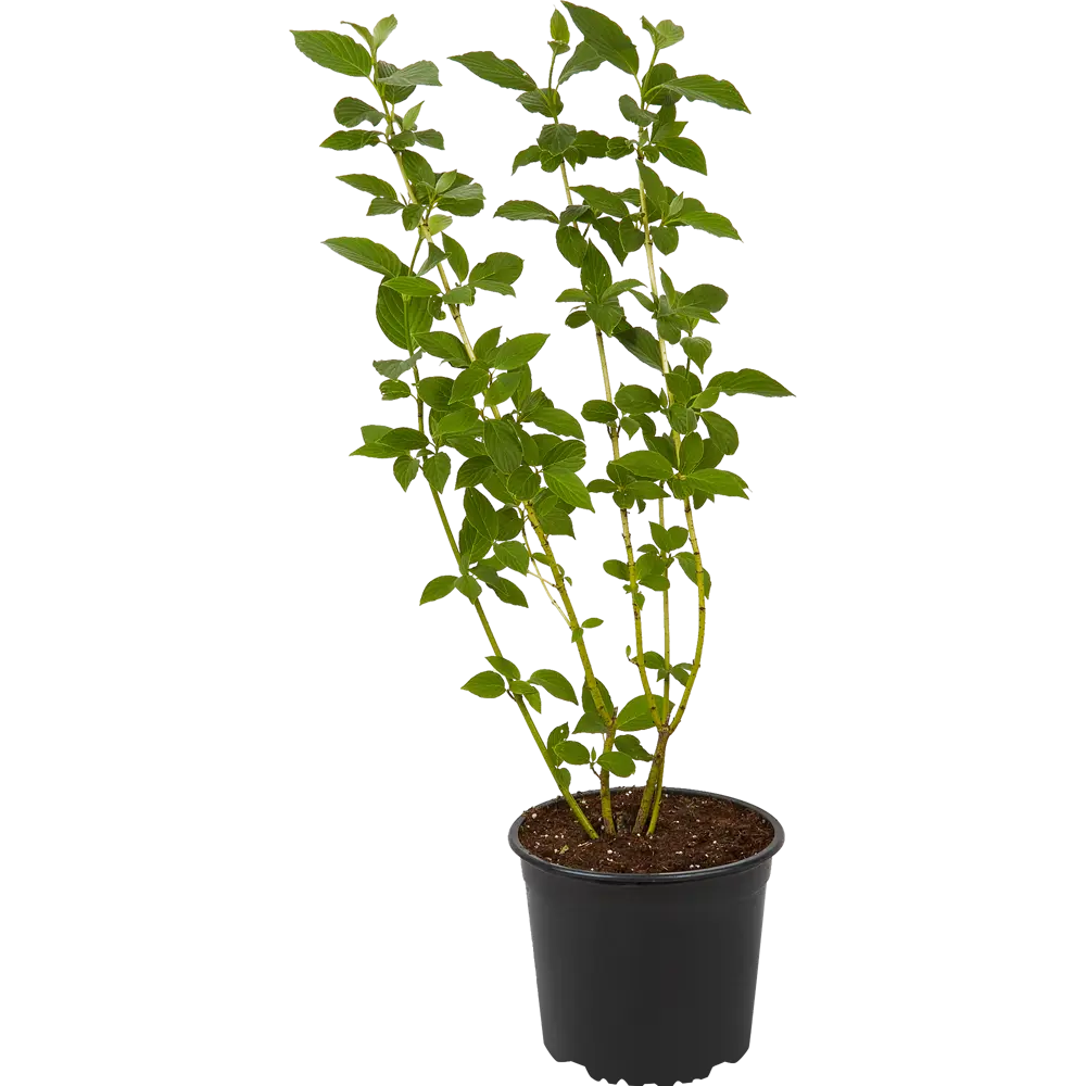 Дёрен «Вайт Голд» от Santreyd - декоративный кустарник с золотистыми побегами 82585366 STLM-0030709