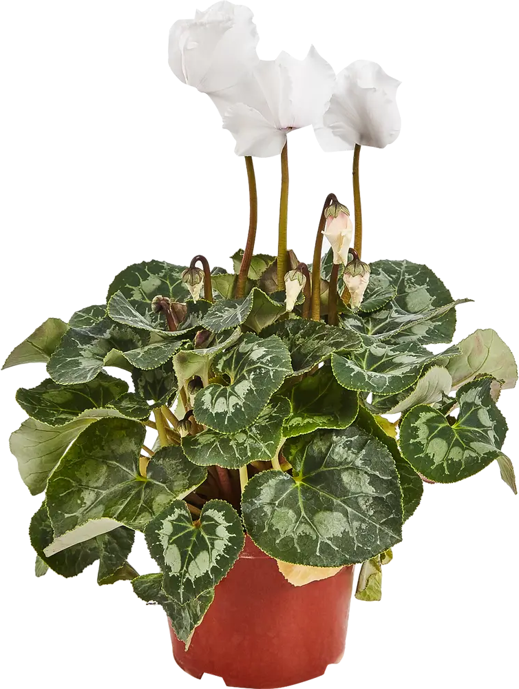 Цикламен микс Santreyd - изящное комнатное растение с мраморными листьями 82560405