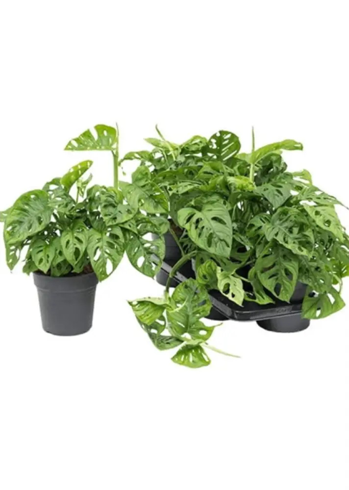 Santreyd Монстера Обликва Манки Маск - тропическая лиана с резными листьями 89375012