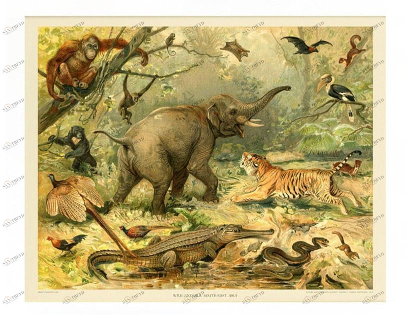 Groovy Magnets Магнитный плакат Animal Pos-ff