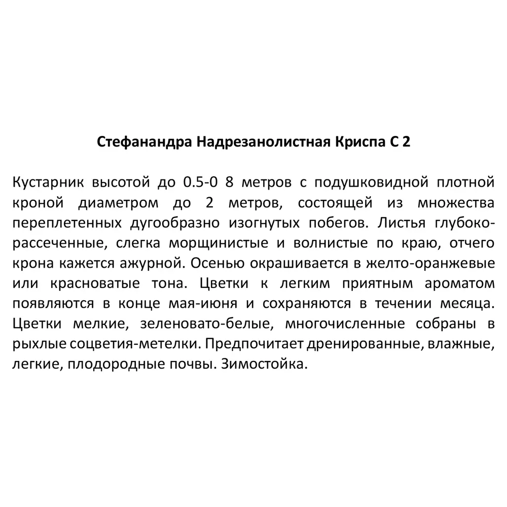 Стефанандра надрезанолистная ø15 h30 см Поиск Инвест 16572652 STLM-2121726 Santreyd  - Вид №2