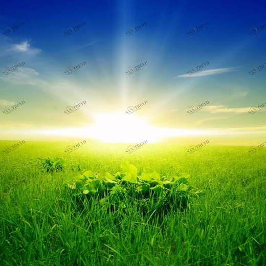 WP00377 Фотообои Verol Фотообои decoline 1х1 м