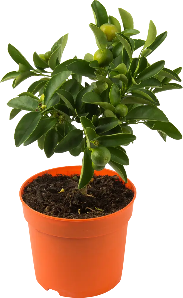 Santreyd Цитрус микс - декоративное цитрусовое растение для интерьера 82578901