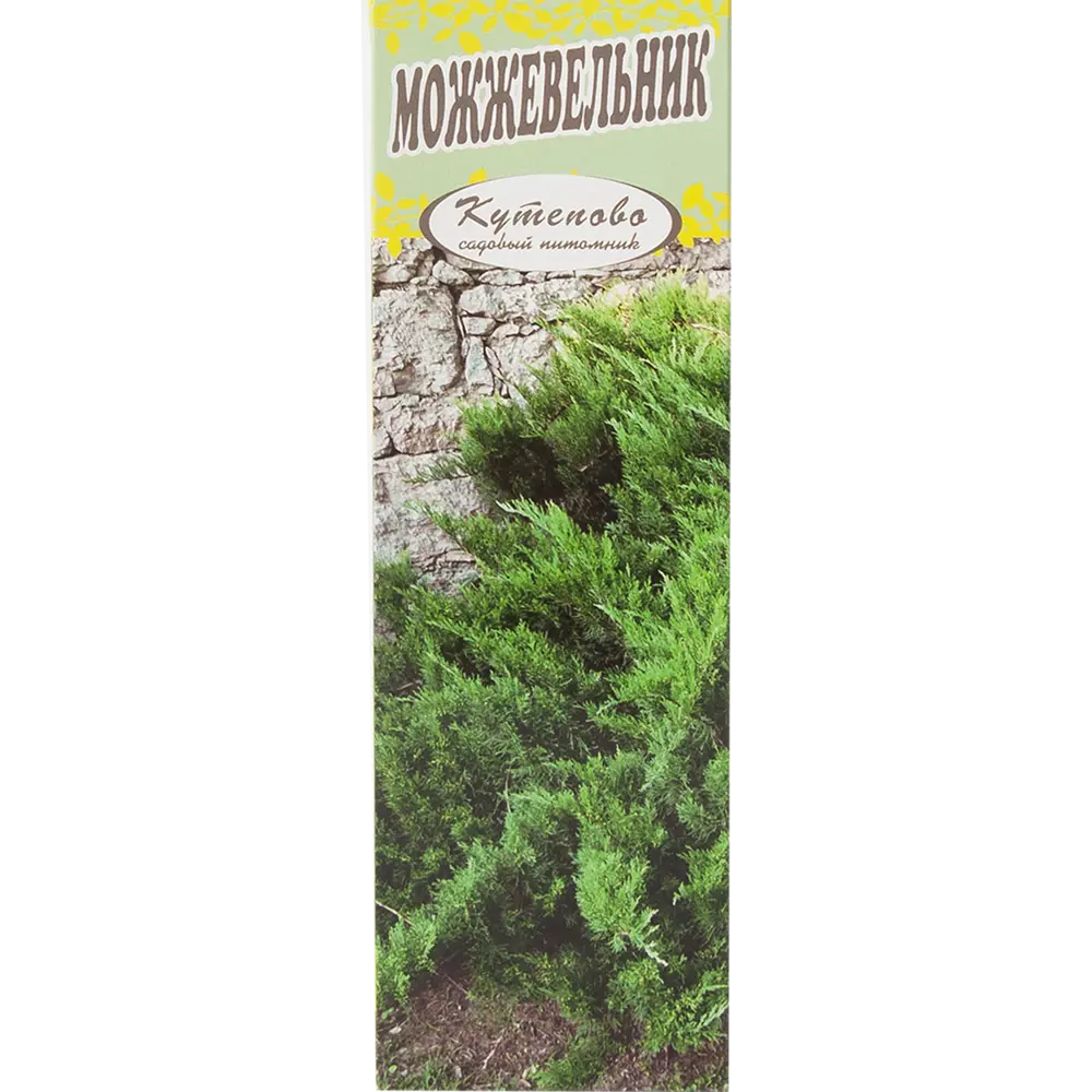 Можжевельник казацкий «Глаука» в коробке 82155352 STLM-2114780 Santreyd  - Вид №2