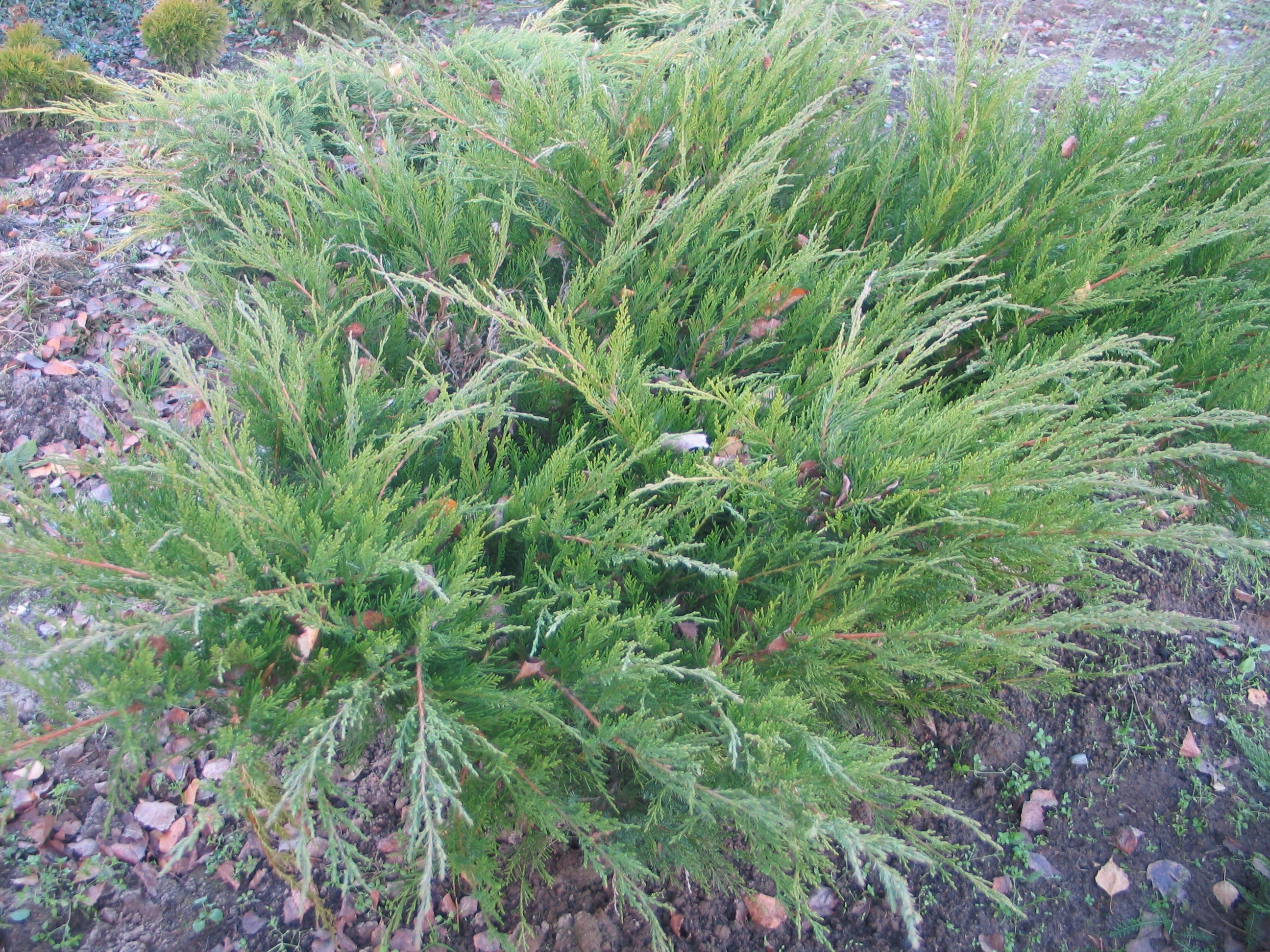 Можжевельник Минт Джулеп Santreyd - вечнозеленый хвойный кустарник 82625351 STLM-0032203