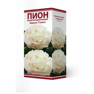 Пион молочноцветковый травянистый «Ширли Темпл» разбор 2-3 82661863 STLM-2014491