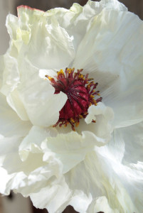 4559 778 a3 Мак искусственный, 1 цветок, 1 бутон, 90 см, бежево-белый H-andreas