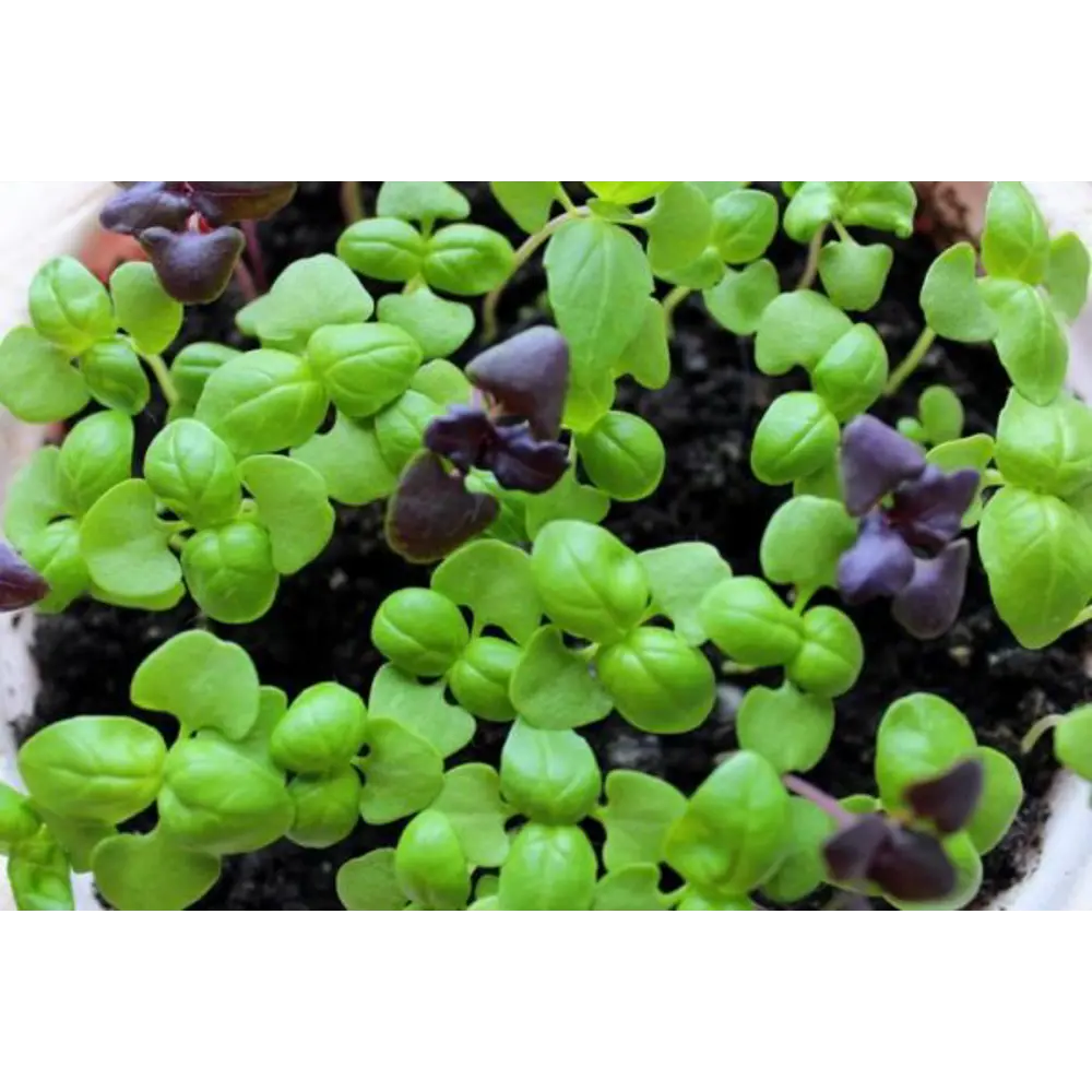 Базилик ø4 h10 см Santreyd STLM-2195227