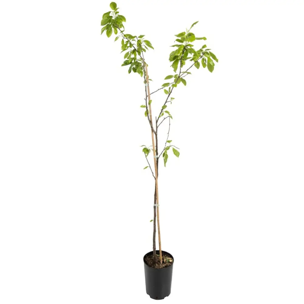 Алыча Несмеяна пакет 89465402 STLM-2059490 PLANTMARKET  - Вид №1