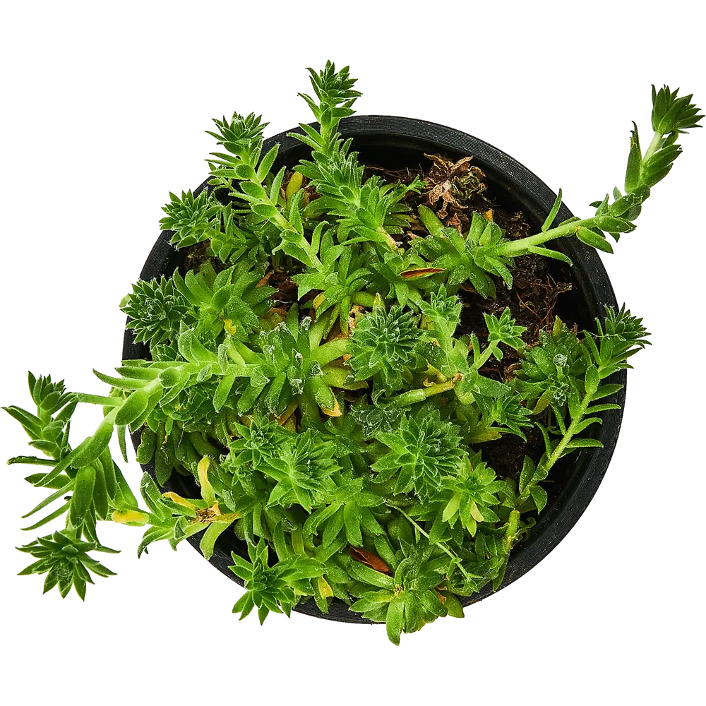 Santreyd Молодило — вечнозеленый суккулент для альпинариев и домашнего декора 89296623 STLM-0813698 - Вид №2