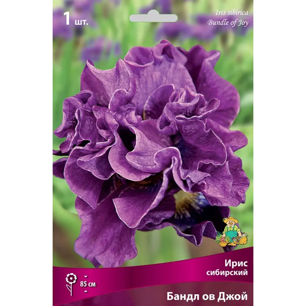 Ирис сибирский Бандл Ов Джой луковица I 83597275 STLM-2112580 Santreyd 