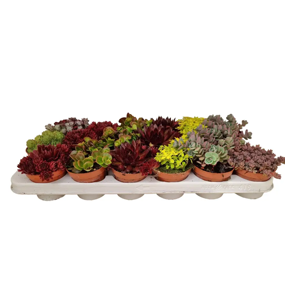 Семпервивум микс - комнатное растение для домашнего озеленения 89434545 Santreyd STLM-1583727