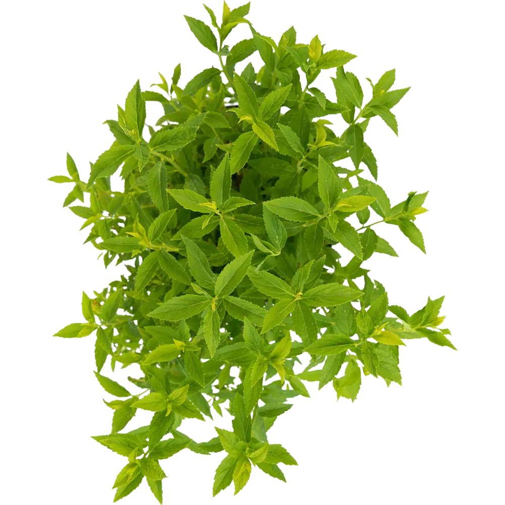 Спирея японская Albiflora - белоснежная цветущая рассада для сада 84841647 Santreyd STLM-1584002 - Вид №2