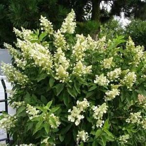 Гортензия Метельчатая Киушу С2 Н 20 Киушу ø15 h20 см 85606566 STLM-2131797