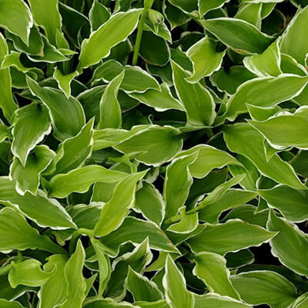 Хоста Santreyd - рассада цветущих растений для сада 16572687 STLM-0958721 - Вид №1