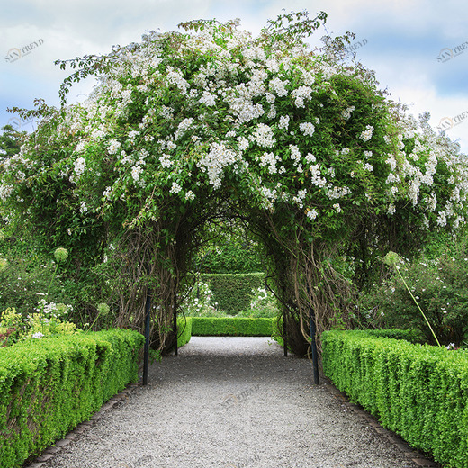 B1-003 Фотообои DIVINO Collection B 2.7х3 м B1003