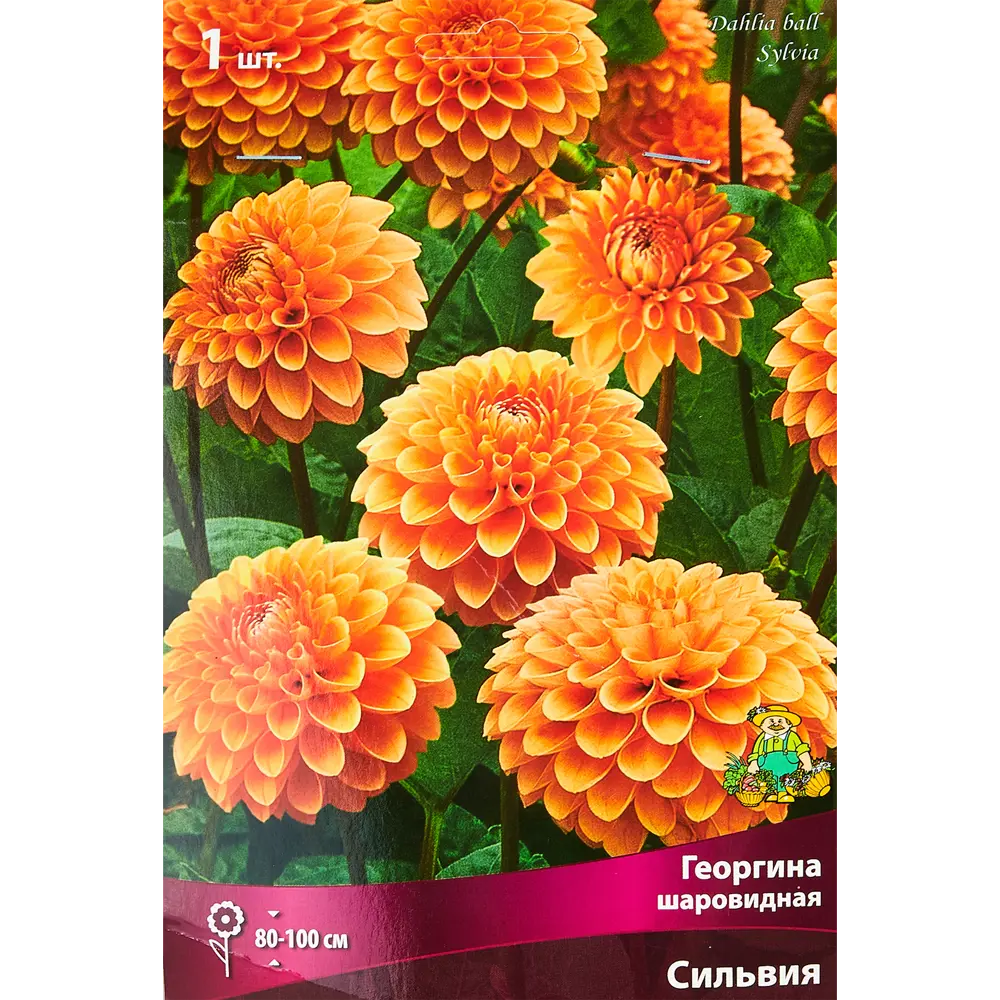 Георгина шаровидная Сильвия 89351773 STLM-2047804 ПОИСК 