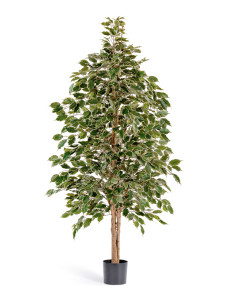 10.32306NG Фикус Бенджамина пёстрый натуральный Цветочная коллекция