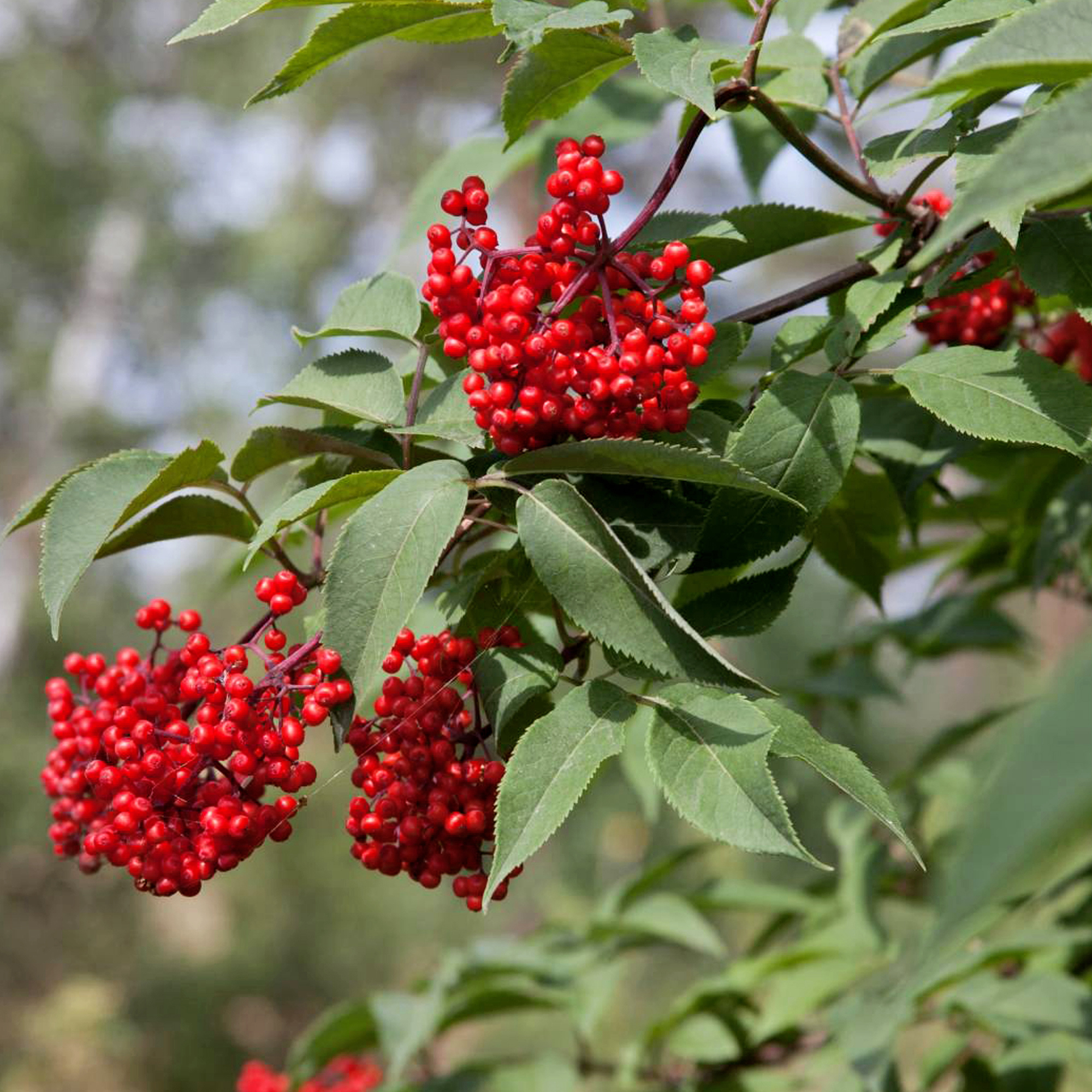 Саженец бузины декоративной Santreyd - многолетнее растение для сада 87690992 STLM-0075015