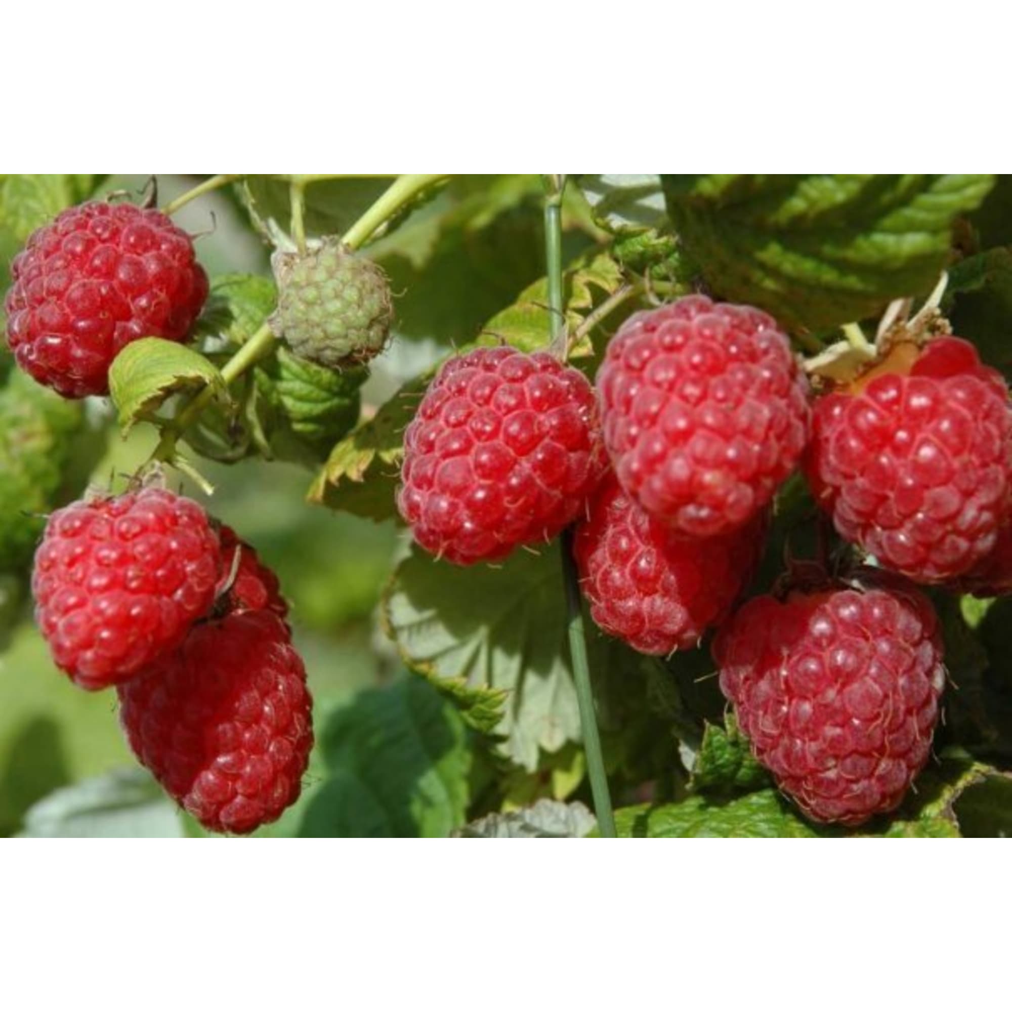 82597105 Малина «Брянское диво» C2 высота 40 см Santreyd  - Вид №2