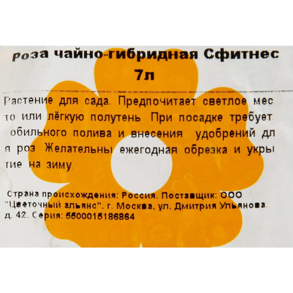 Роза чайно-гибридная «Сфитнес» 23x40 см 82601788 STLM-2090545 Santreyd  - Вид №2