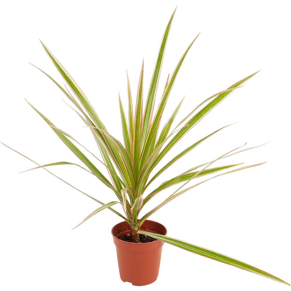 Santreyd Микс декоративно-лиственных растений в горшке ø6 см 82932719 STLM-0038102