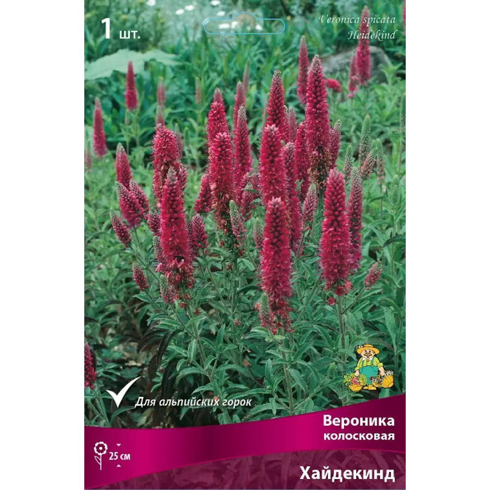 Вероника колосковая Вая Хайдекинд луковица I 83599239 STLM-2161295 Santreyd 