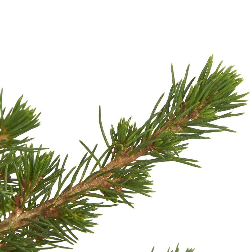 Ель Коника 9x35 см Santreyd STLM-2138088 - Вид №1