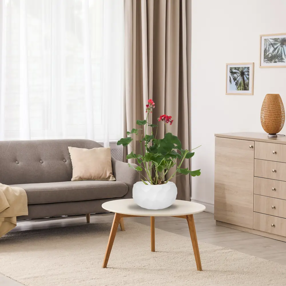 Santreyd Пеларгония зональная - пышное цветение с весны до осени 12511721 STLM-1439697 - Вид №3