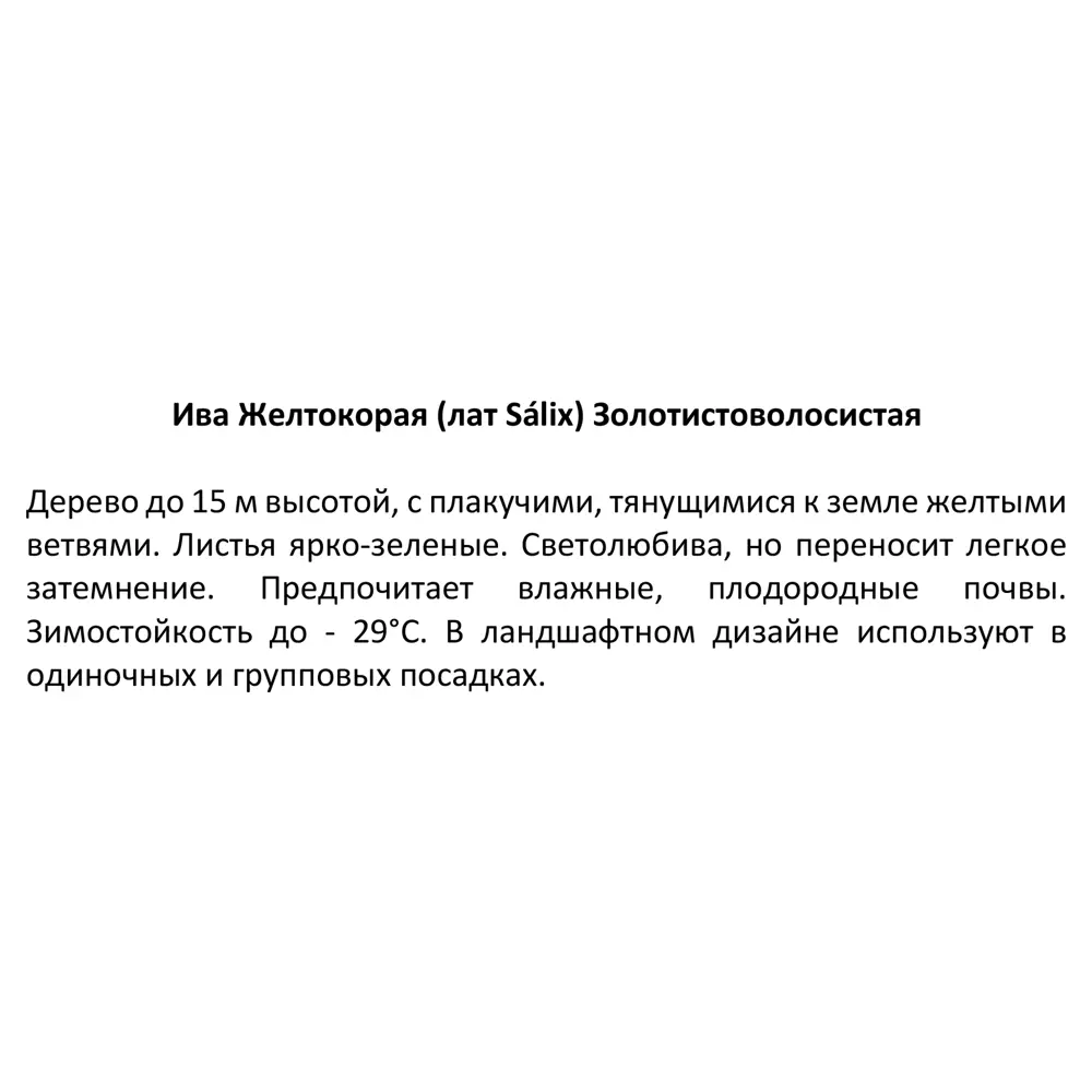 Ива золотистоволосистая ø9 h35 см Кутепово 84405852 STLM-2001571 Santreyd  - Вид №2