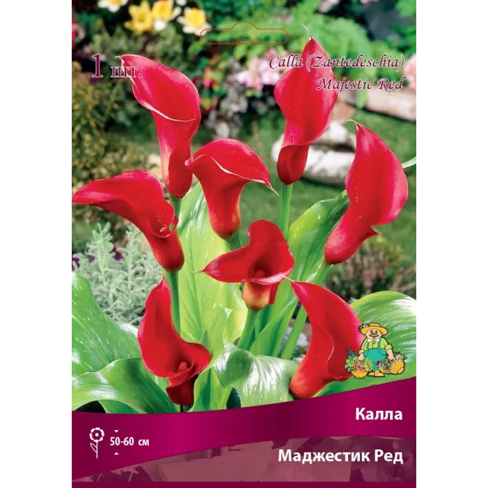 Калла Маджестик Ред луковица 14/16 83598110 STLM-2117008 Santreyd 