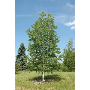 Береза бумажная 40x200-220 см 82676700 STLM-2056210