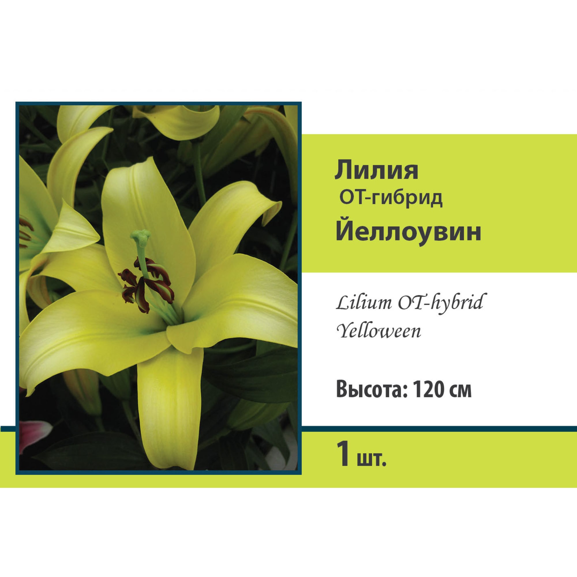 88294767 Лилия ОТ-гибрид Йеллоувин луковица 12/14 Santreyd 