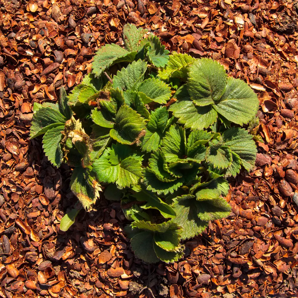 Santreyd Мульча из какао-скорлупы с шоколадным ароматом 60 л 88509502 STLM-0957429 - Вид №5