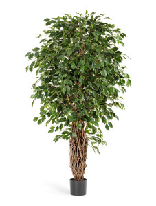 10.30811N Фикус Бенджамина Лиана Де Люкс Цветочная коллекция