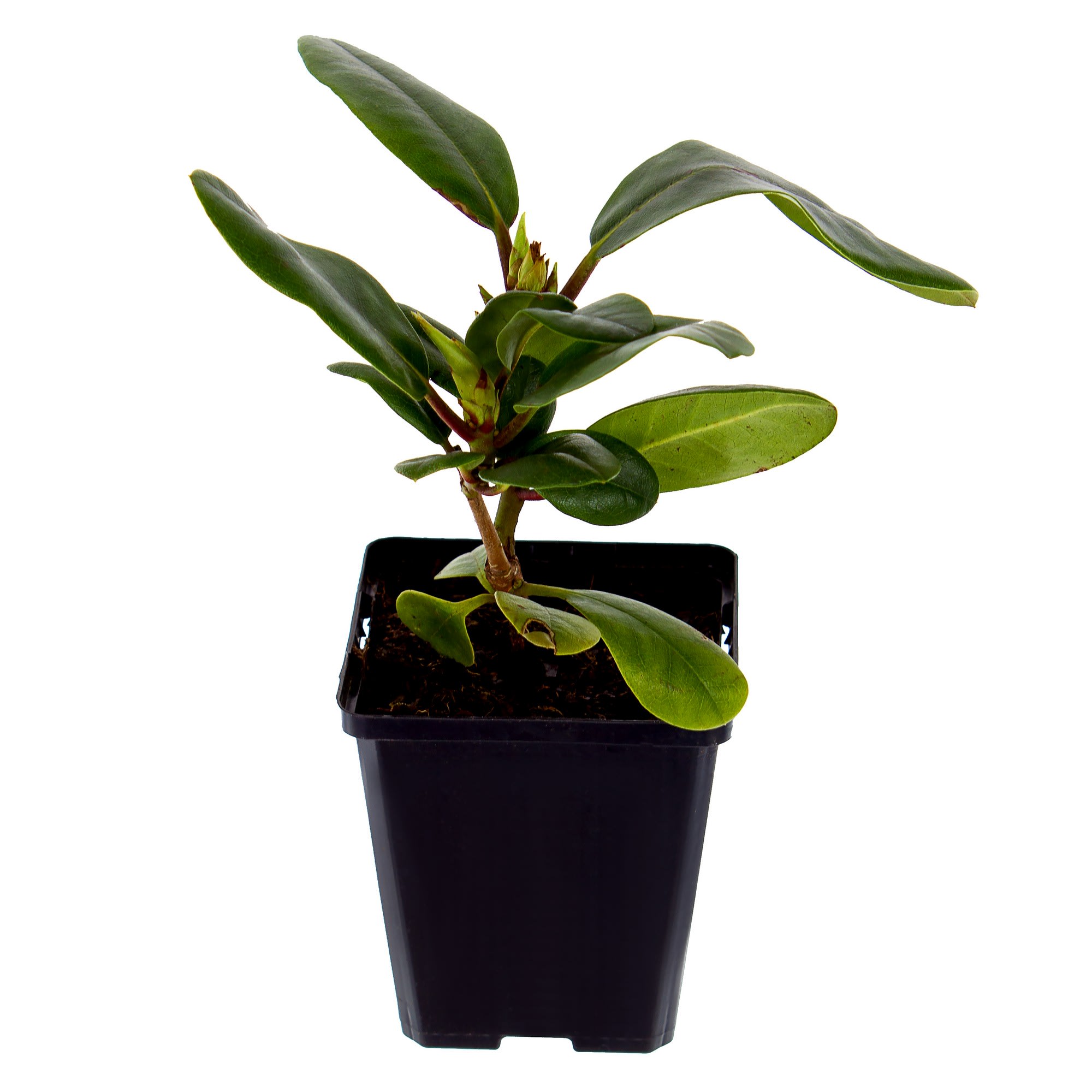 17892148 Рододендрон Дак оф Йорк, Р9 Santreyd  - Вид №1