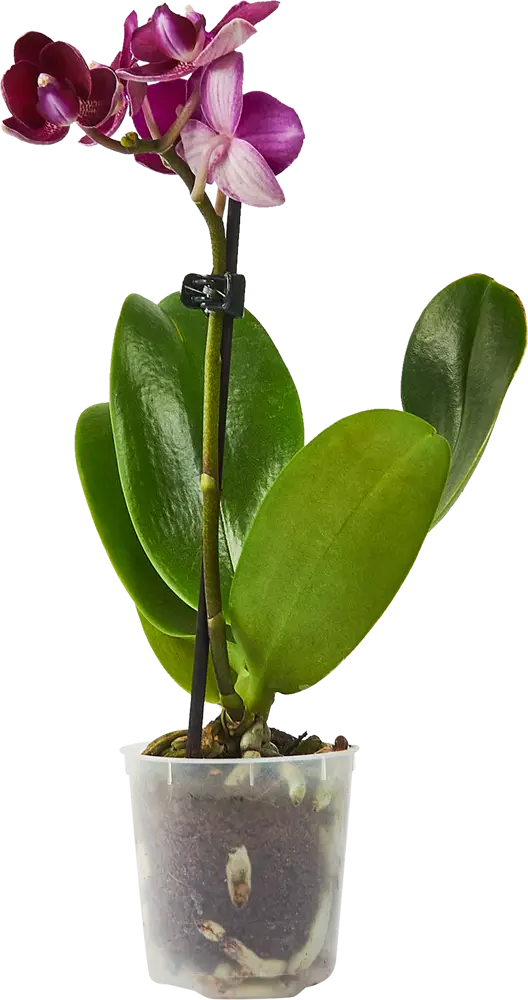 Santreyd Орхидея Фаленопсис мини - цветущее совершенство в вашем интерьере 85324971