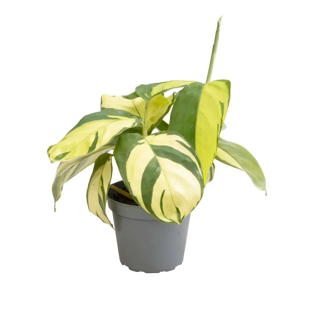 Santreyd Калатея Голден Мозаик — живая мозаика тропиков 89374997 STLM-0958276