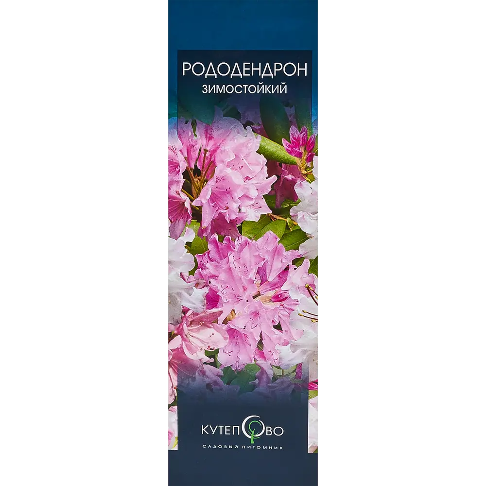 Рододендрон Хеллики 9x30 см 83539235 STLM-2156900 Santreyd 