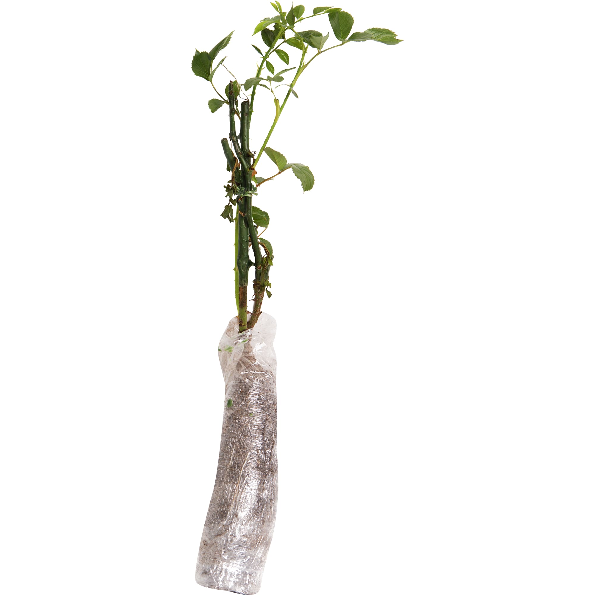 82142837 Роза флорибунда «Сноуфлейк» в тубе Santreyd  - Вид №1