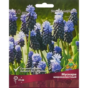 Мускари широколистный ПОИСК - 10 луковиц для яркого сада 85205631