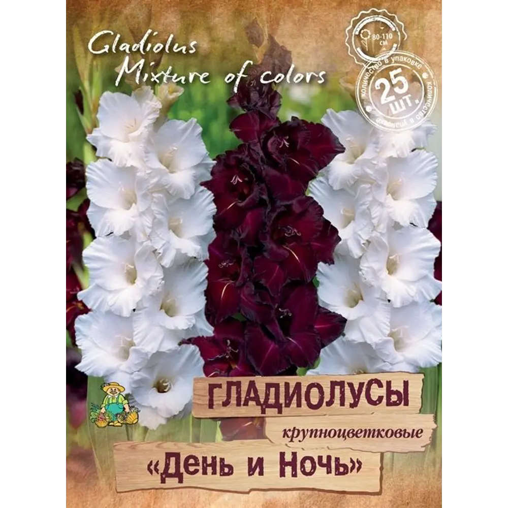 Гладиолусы крупноцветковый День и ночь, 25 шт. 89351830 STLM-2119933 ПОИСК 