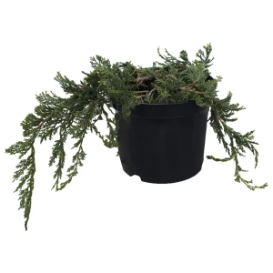 Можжевельник горизонтальный Блю Чип 17x25-30 см 18382991 STLM-2180697
