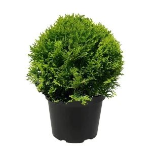 Туя западная Даника ø11 h12 - 15 см