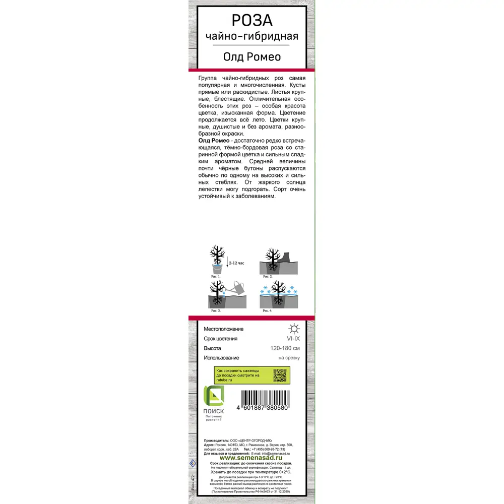 Роза чайно-гибридная Олд Ромео h37 см 83786567 STLM-2149159 Santreyd  - Вид №2